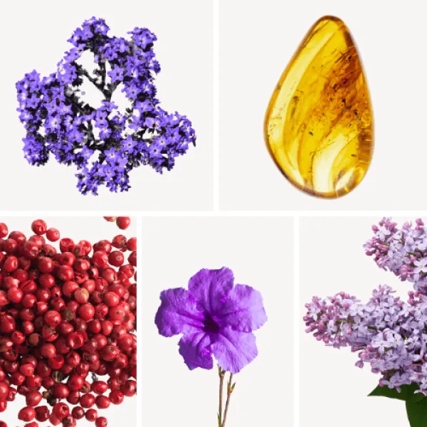 Duftnoten: Heliotrop, Bernstein, rosa Pfeffer, Flieder, Veilchen Duftnoten: Heliotrop, Bernstein, rosa Pfeffer, Flieder, Veilchen